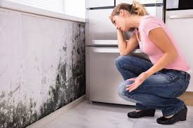 Professional Mold Inspection in Corvallis, OR